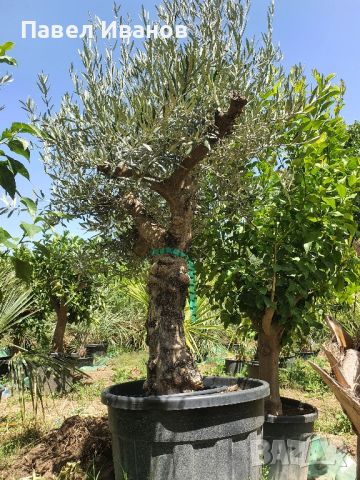 Маслиново дърво за перфектният декор на вашата градина!!!, снимка 12 - Градински цветя и растения - 46413847