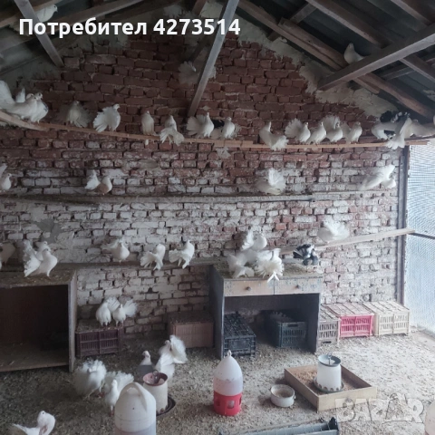 Продавам гълъби финерлии - бели и пъстри, снимка 4 - Гълъби - 53299830