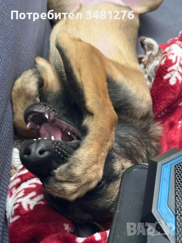 Белгийска Овчарка-Малиноа , снимка 3 - Белгийска овчарка - 53631744