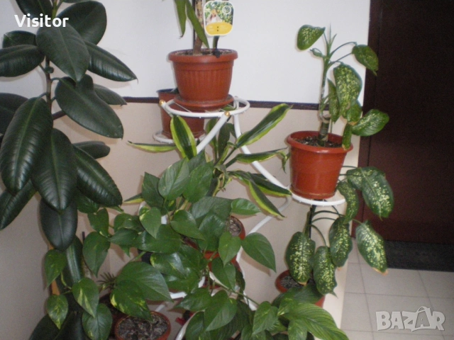 фотоапарат Pentax Optio V10, снимка 15 - Фотоапарати - 54282439