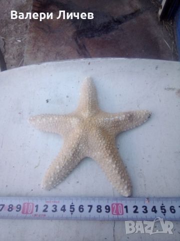 Морска звезда , снимка 1 - Други - 46259652