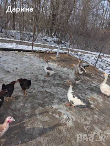 Гъски и пуйки, снимка 3 - Кокошки и пуйки - 53354727