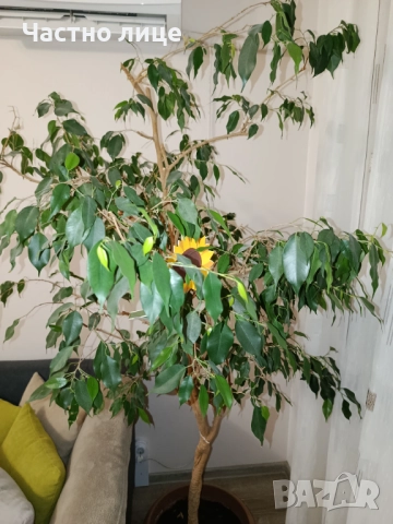 Голям отгледан Бенджамин , снимка 2 - Градински цветя и растения - 52922768