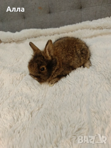 Декоративни зайчета, рекс и лъва глава. , снимка 4 - Декоративни зайчета - 53395644