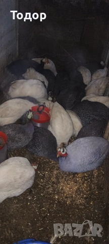 Токачки  и петлета орпингтон и виандот., снимка 3 - Кокошки и пуйки - 52817728