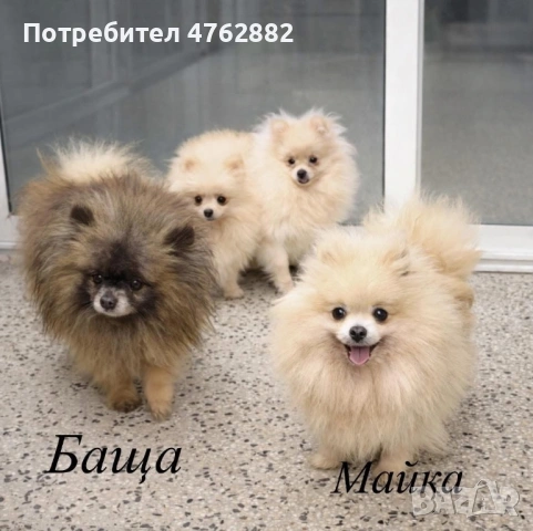 Свободни момичета, снимка 4 - Померан - 53809668