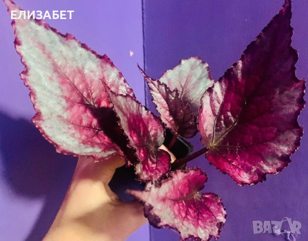 Begonia, снимка 1 - Стайни растения - 45890639