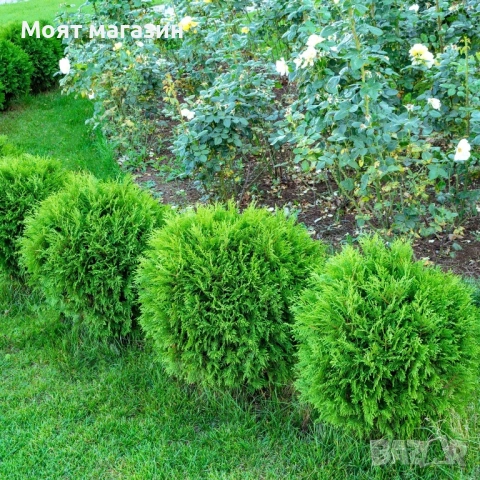 Туя Голд Даника Tuja Danica Gold, снимка 3 - Градински цветя и растения - 53650029
