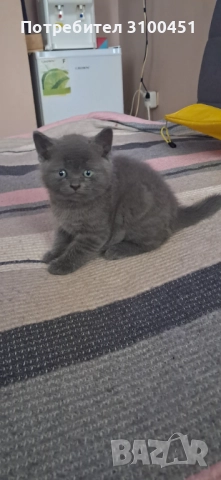Британско коте мъжко, снимка 1
