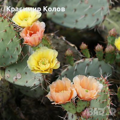 Студоустойчив ядлив кактус Опунция, Opuntia engelmannii, екзотични,овощни, снимка 3 - Градински цветя и растения - 46719281