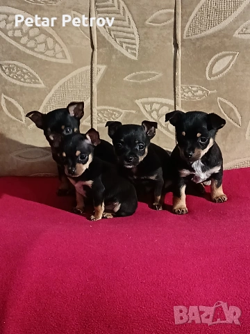 Пинчер мини , снимка 3 - Пинчер - 54250630