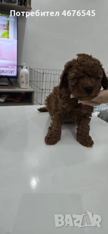 Мъжки пудел, снимка 4 - Пудели - 52876645