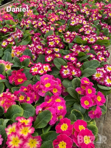 Иглика, снимка 12 - Градински цветя и растения - 53354409