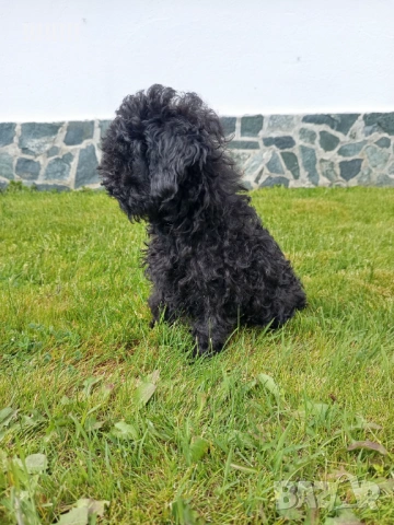 Той пудел момиче, снимка 3 - Пудели - 54158785