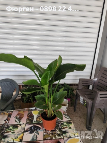 Стрелиция Налични 2 вида, снимка 9 - Разсади - 47241883