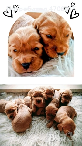 Кокер шпаньол чистокръвни ваксина, снимка 4 - Кокер шпаньол - 53943064