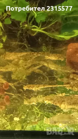 Лорикария, снимка 3 - Рибки - 50000277