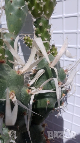 Продавам кактус , снимка 9 - Стайни растения - 54298077