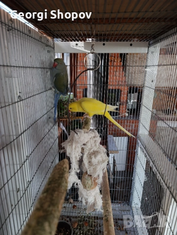 Малак Александър , снимка 6 - Папагали - 53177086