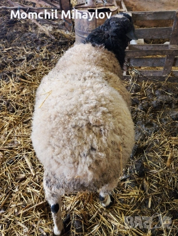 продавам коч, снимка 4 - Овце - 54027379