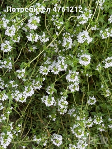 Парцел в с. Сандрово, снимка 4 - Парцели - 53785481