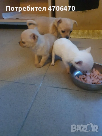 МИНИ ЧИХУА, снимка 3 - Чихуахуа - 53067782