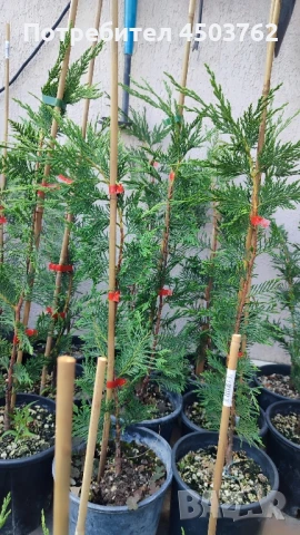 Купресоципарис Лейланди, снимка 4 - Градински цветя и растения - 50672658