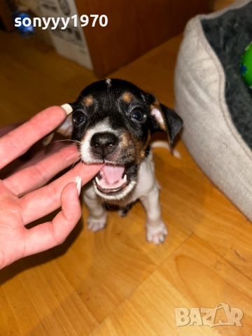 ДЖАК РЪСЕЛ ТЕРИЕР С ПАСПОРТ И ВАКСИНА 0710251237