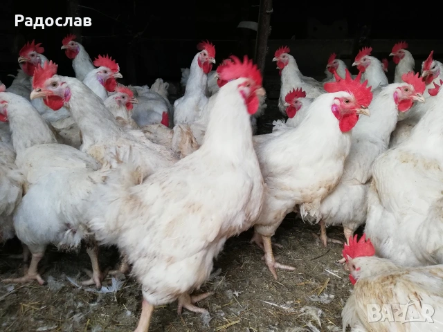 Петли Бройлери,кокошки , яйца, носачки,ярки,пилета, снимка 2 - Кокошки и пуйки - 27686230