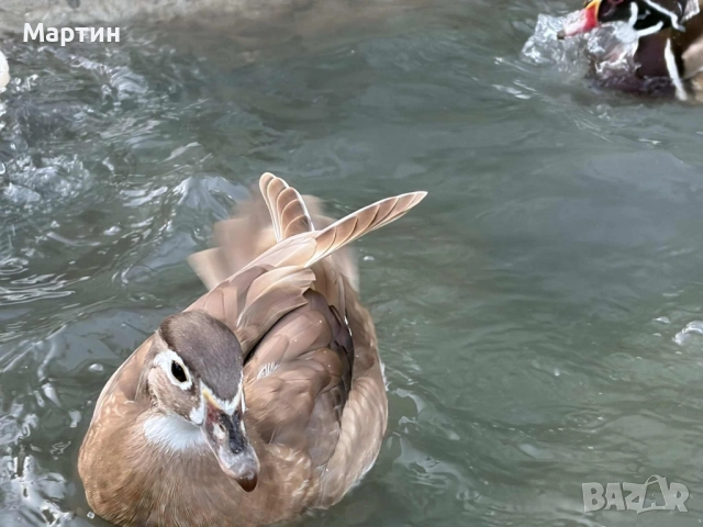 Патици Каролинки , снимка 7 - други­ - 51497214