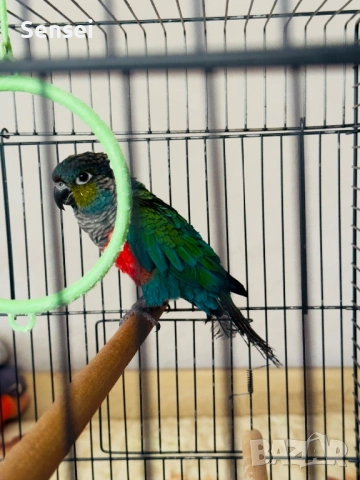 Папагал Пурура Молина , снимка 6 - Папагали - 54017827