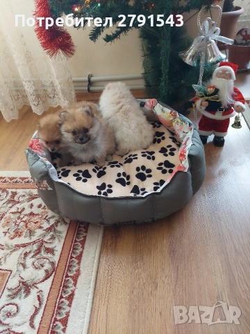 померан померанче , снимка 5 - Померан - 52876780