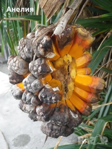 Палма Пандантус, снимка 2 - Стайни растения - 51439263