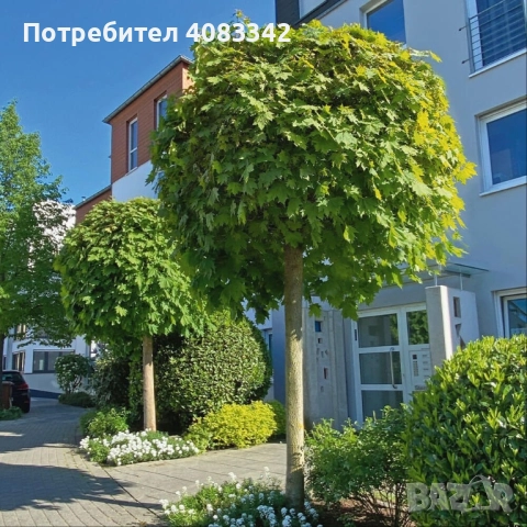 Кълбовиден Явор, снимка 2 - Градински цветя и растения - 52638133