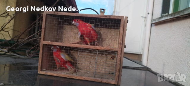 Продавам пенантови розели златен пастел , снимка 7 - Папагали - 52970351