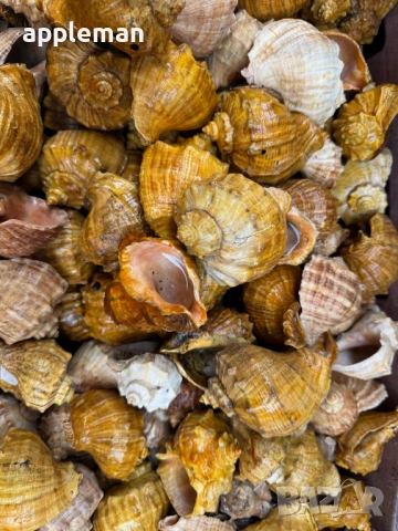 продавам лакирани рапани за домашни потреби и декорация