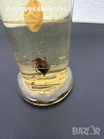 Развитие на майски бръмбар в стъкленица №7810 , снимка 5 - Декорация за дома - 53031556