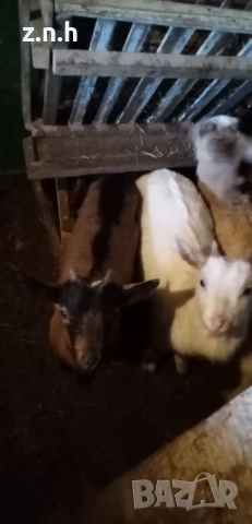 Продавам ярета, снимка 3 - За селскостопански - 53718615