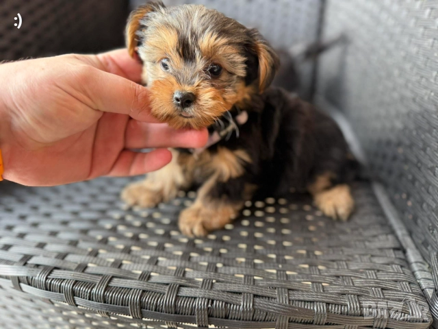 Йоркширски териери Актуално от 5.12.2025, снимка 7 - Йоркширски териер - 52558885