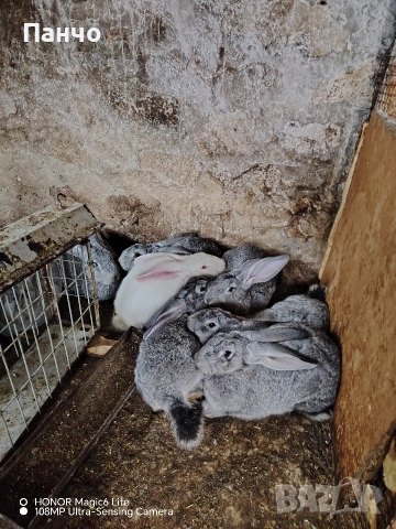 Продавам зайци, снимка 6 - Други - 46921009