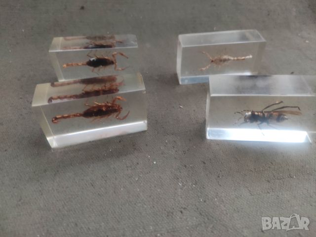 Препарирани насекоми, снимка 1 - Други стоки за дома - 46253974