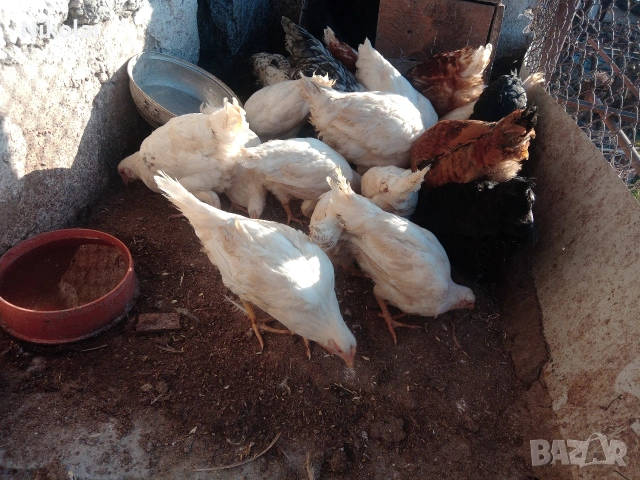 Бял Легхорн ярки на 3,5месеца , снимка 2 - други­ - 53803044