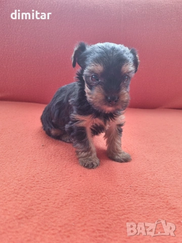 Йоркшир териер момче. , снимка 5 - Йоркширски териер - 53138683