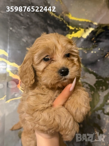 Продавам кокапу, снимка 3 - Пудели - 53518174