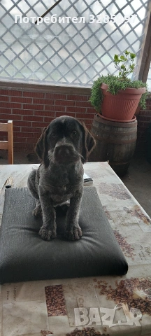 дратхаар , снимка 2 - Дратхаар - 54035578