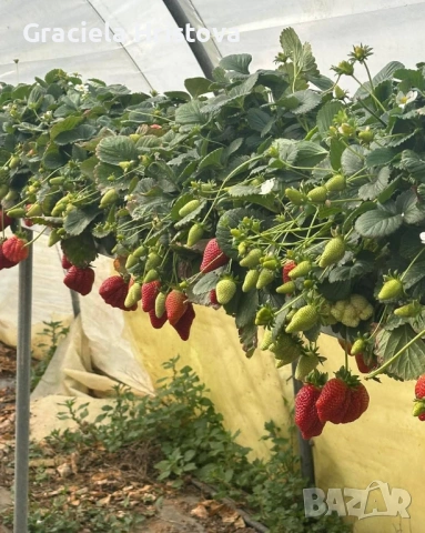 Продавам здрав разсад ягоди  целогодишни , снимка 14 - Сортови семена и луковици - 53945514