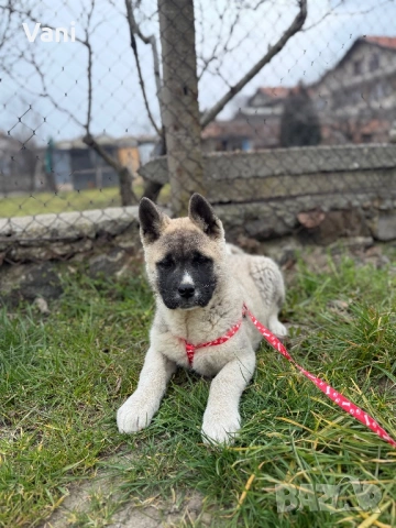 Америкаска акита женски на 3месеца, снимка 4 - Акита - 53165395