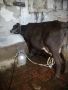 Дойна крава , снимка 1 - Крави - 45492292