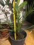Палми - финикова и трахикарпус, снимка 4