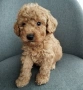 Mini poodle/Мини пудел , снимка 1